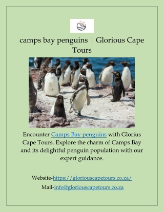 camps bay penguins | Glorious Cape Tours