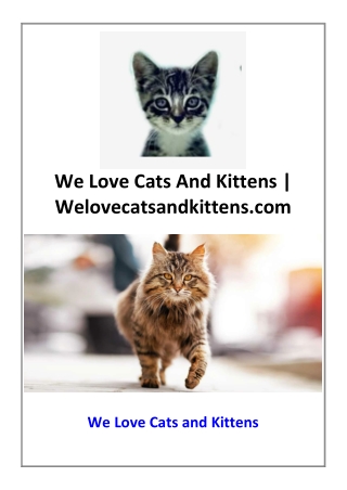 We Love Cats And Kittens | Welovecatsandkittens.com