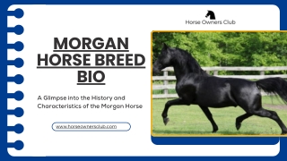 Morgan Horse Breed Bio - Horse Owners Club