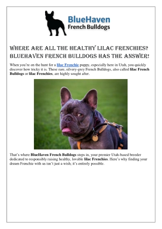 Where Are All the Healthy Lilac Frenchies BlueHaven French Bulldogs Has the Answer1
