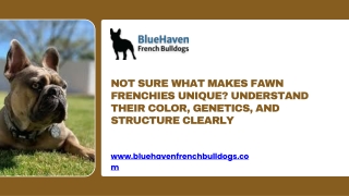 Not Sure What Makes Fawn Frenchies Unique Understand Their Color, Genetics, and Structure Clearly