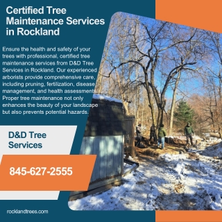 Certified Tree Maintenance Services in Rockland  D&D Tree Services