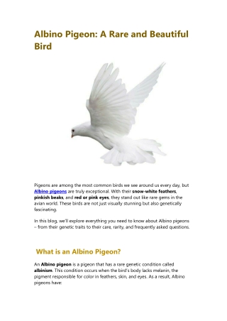 Albino Pigeon: The Rare Beauty and Care Guide for Bird Lovers