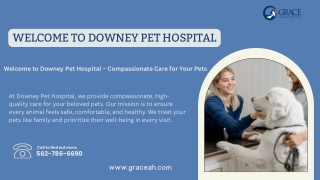 Welcome to Downey Pet Hospital – Compassionate Care for Your Pets