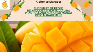 Future of Drone Technology in Horticultural Practices and alphonso mango Crop