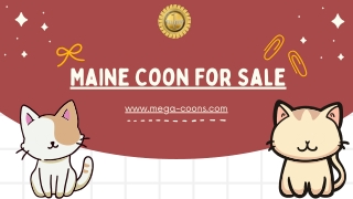 Maine Coon for Sale: Adorable Companion at an Affordable Price