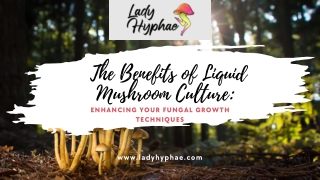 Jumpstart Your Grow with Premium Liquid Mushroom Culture from Lady Hyphae