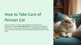 How to Take Care of Persian Cat | Experts Advice