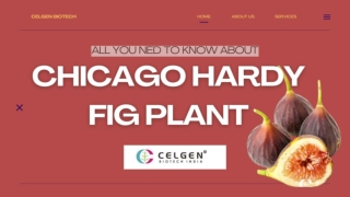 All About the Chicago Hardy Fig Tree & Benefits Shop now!