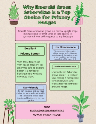 Why Homeowners Love Emerald Green Arborvitae