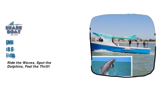 Daily Shark Boat Rides in John’s Pass