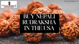 Buy Nepali Rudraksha in USA  ISO Certified Rudraksha Beads