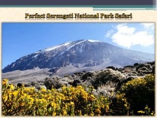 Perfect Serengeti National Park Safari