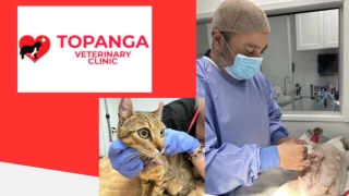 Reliable Local Assistance from a Chatsworth, California Animal Clinic