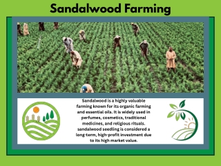 sandalwood farming