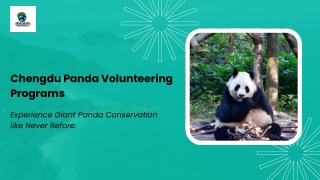 Experience Giant Panda Conservation like Never Before.