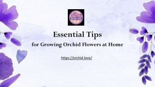 Essential Tips for Growing Orchid Flowers at Home