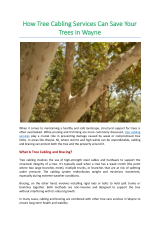How Tree Cabling Services Can Save Your Trees in Wayne