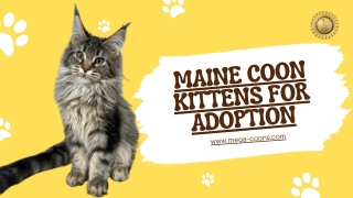 Maine Coon Kittens for Adoption: Take Home a Healthy & Friendly Pet