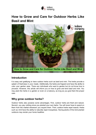 How to Grow and Care for Outdoor Herbs Like Basil and Mint