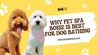 Why Pet Spa Boise is Best for Dog Bathing