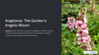 Angelonia – A Sun-Loving Star for Summer Gardens