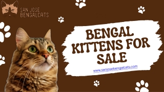 Bengal Kittens for Sale Near You | San Jose Bengal Breeder