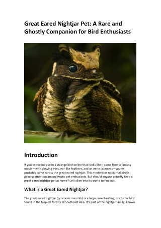 Great Eared Nightjar Pet