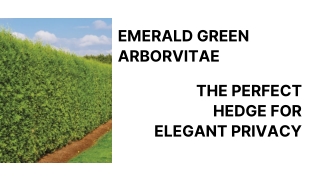 Is Emerald Green Arborvitae Right for Your Yard?