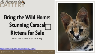 Bring the Wild Home Stunning Caracal Kittens for Sale