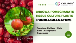 Buy Bhagwa Pomegranate Tissue Culture Plants – Celgen Biotech