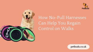 How-No-Pull-Harnesses-Can-Help-You-Regain-Control-on-Walks