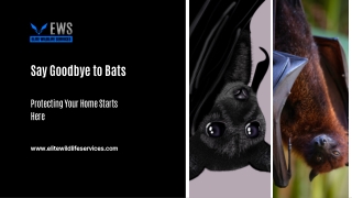 Say Goodbye to Bats Protecting Your Home Starts Here