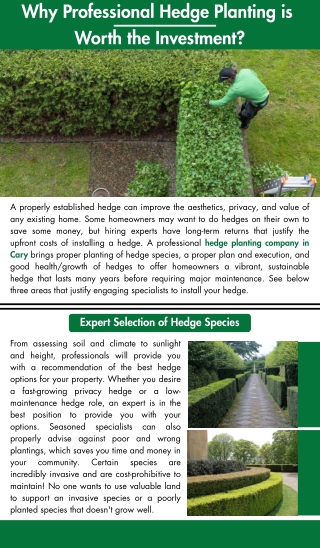 Why Professional Hedge Planting is Worth the Investment