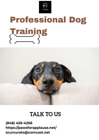 Professional Dog Training - Happier, Well-Behaved Companion