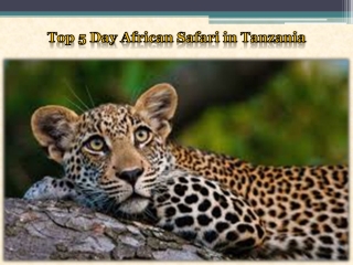 Top 5 Day African Safari in Tanzania