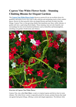 Cypress Vine White Flower Seeds – Elegant Climbing Blooms