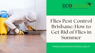 Flies Pest Control Brisbane How to Get Rid of Flies in Summer