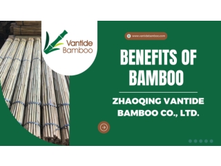 Benefits of Bamboo - Vantidebamboo.com