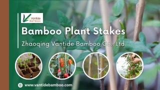 Bamboo Plant Stakes - Vantidebamboo.com