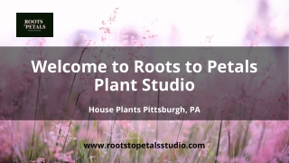 Your Destination for the Best House Plants Pittsburgh PA Has to Offer