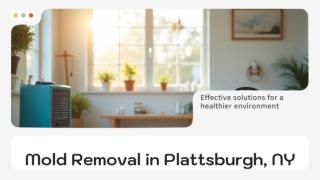 Essential Guide to Mold Removal Plattsburgh NY