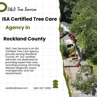 ISA Certified Tree Care Agency in Rockland  D&D Tree Services