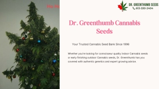 Best Cannabis Seeds Canada – Premium Quality by Dr. Greenthumb Seeds