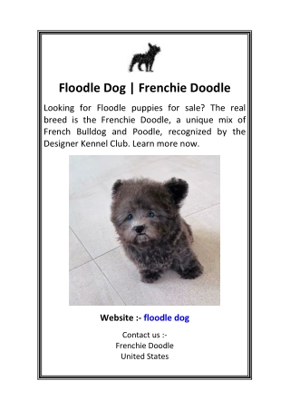 Floodle Dog  Frenchie Doodle