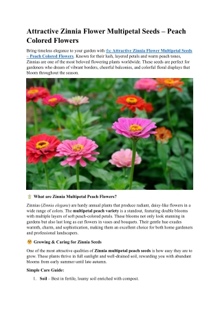 Attractive Zinnia Flower Multipetal Seeds – Peach Colored Flowers