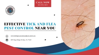 Effective Flea & Tick Pest Control in Texas