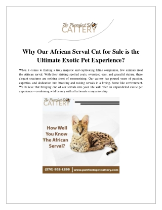 Why Our African Serval Cat For Sale is the Ultimate Exotic Pet Experience?