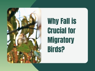 Why Fall is Crucial for Migratory Birds?