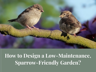 How to Design a Low-Maintenance, Sparrow-Friendly Garden?